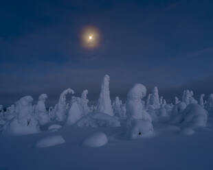 Mondaufgang über schneebedeckten Bäumen, Tykky, Kuntivaara, Kuusamo, Finnland, Europa - RHPLF10192