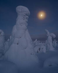 Moonrise over snow covered trees, Tykky, Kuntivaara, Kuusamo, Finland, Europe - RHPLF10194