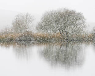 Weißdorn und Schneefall, Broad Pool, Gower, Südwales, Vereinigtes Königreich, Europa - RHPLF10199