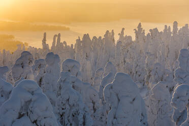 Snow covered trees (Tykky), at sunrise, Ruka, Kuusamo, Finland, Europe - RHPLF10218