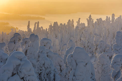 Schneebedeckte Bäume (Tykky), bei Sonnenaufgang, Ruka, Kuusamo, Finnland, Europa - RHPLF10218