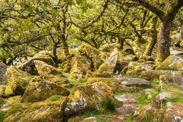 Sessile oaks and moss in Wistman's Wood, Dartmoor, Devon, England, United Kingdom, Europe - RHPLF10258