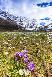 Blüte des Crocus nivea im Val Radons (Radons-Tal), Region Albula, Kanton Graubünden, Schweiz, Europa - RHPLF10260