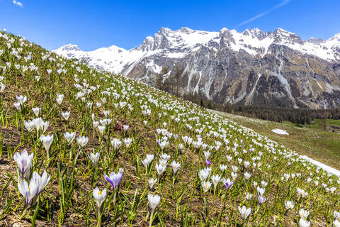 Blüte des Crocus nivea im Val Fex (Fextal), Engadin, Kanton Graubünden, Schweiz, Europa, lizenzfreies Stockfoto