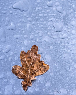 Herbstblatt auf nasser Oberfläche - JOHF00310