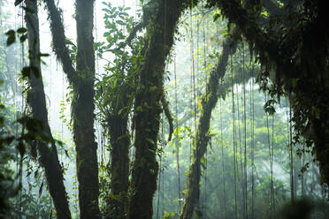 Nebliges Monteverde-Nebelwaldreservat, Puntarenas, Costa Rica, Mittelamerika - RHPLF10342