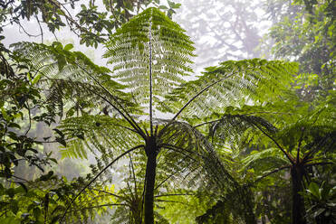 Monteverde Nebelwald-Reservat, Puntarenas, Costa Rica, Mittelamerika - RHPLF10343