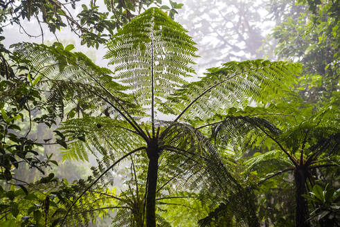Monteverde Cloud Forest Reserve, Puntarenas, Costa Rica, Central America - RHPLF10343
