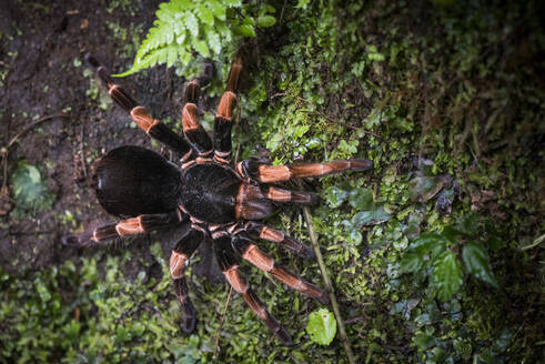 Orange-Kneed Tarantula (Megaphobema mesomelas), Monteverde Cloud Forest Reserve, Puntarenas, Costa Rica, Central America - RHPLF10348