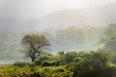 Regenwaldlandschaft bei Sonnenaufgang, Vulkan-Nationalpark Arenal, Provinz Alajuela, Costa Rica, Mittelamerika - RHPLF10362