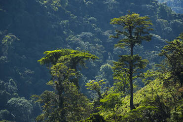 Rainforest in Arenal Volcano National Park, Alajuela Province, Costa Rica, Central America - RHPLF10365