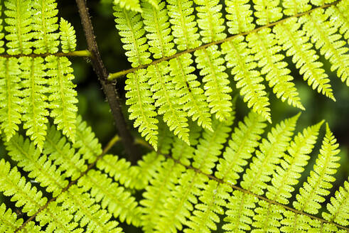 Nahaufnahme eines Farns im Regenwald im Arenal Volcano National Park, Provinz Alajuela, Costa Rica, Mittelamerika - RHPLF10368