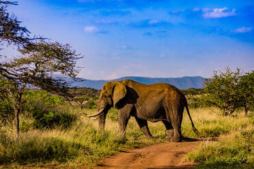 Afrikanischer Elefant (Loxodonta Africana), Zululand, Südafrika, Afrika - RHPLF10418