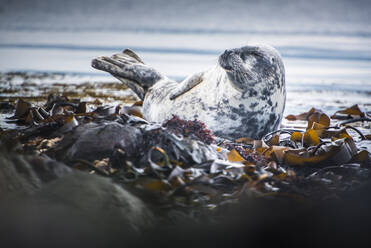 Seal on Rathlin Island, County Antrim, Ulster, Northern Ireland, United Kingdom, Europe - RHPLF10430