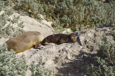 Wildes australisches Seelöwenbaby, das sich im Seal Bay Conservation Park auf Sand ausruht, Kangaroo Island, Australien, Pazifik - RHPLF10439