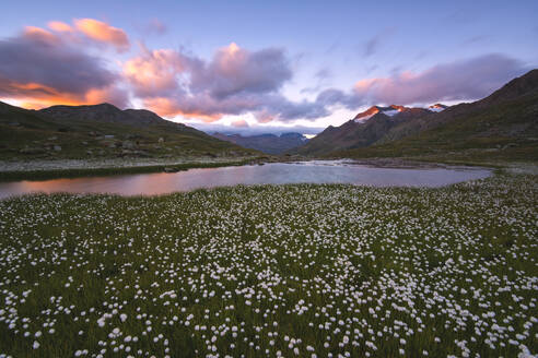 Blühendes Wollgras im Gavia-Pass bei Sonnenuntergang, Nationalpark Stilfser Joch, Val Camonica, Provinz Brescia, Lombardei, Italien, Europa - RHPLF10511