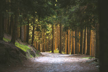 Entlang des Weges im Wald, Val Camonica, Provinz Brescia, Lombardei, Italien, Europa - RHPLF10512