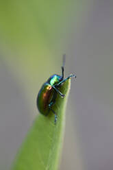 Grüner Käfer auf Blatt - JOHF00440