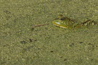 Frosch im Wasser - JOHF00446