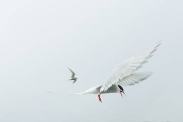 Seagull flying - JOHF00454