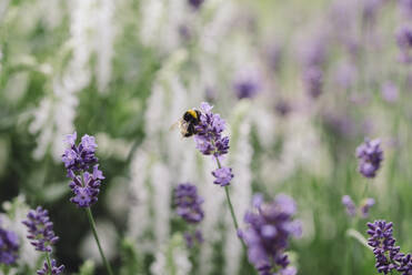 Hummel auf Lavendelblüte - JOHF00466