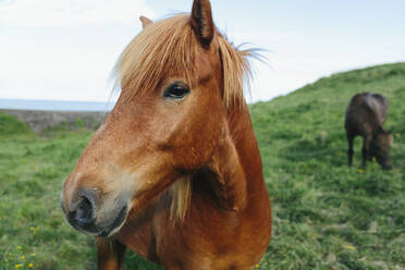 Pferd auf der Wiese - JOHF00495