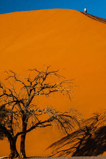 Mann klettert massive orangefarbene Sanddüne hinunter, toter Baum im Vordergrund, im Sossusvlei-Gebiet, Namib-Wüste, Namib-Naukluft, Namibia, Afrika - RHPLF10528