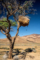 Nest von geselligen Webervögeln (Philetairus socius) hoch oben in einem Baum mit Bergen im Hintergrund, Namib-Naukluft, Namibia, Afrika - RHPLF10532