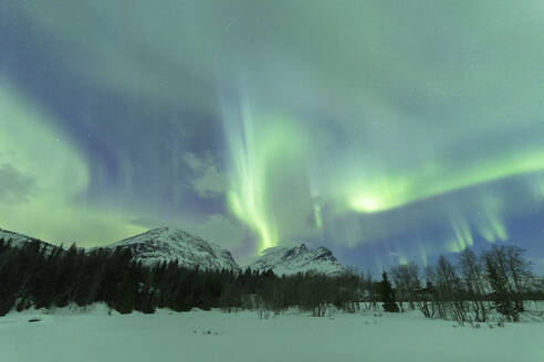 Nordlicht (Aurora borealis), Skoddebergvatnet, Grovfjord, Bezirk Troms, Lofoten, Nordland, Norwegen, Europa - RHPLF10583