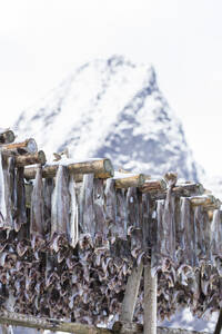 Stockfisch auf Holzgestellen, Lofoten Inseln, Nordland, Norwegen, Europa - RHPLF10601