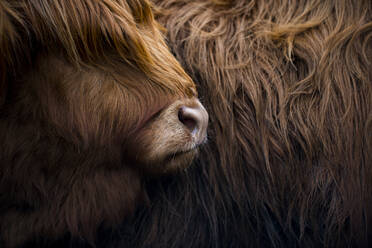 Highland cow near Shiel Bridge in the Scottish Highlands, Scotland, United Kingdom, Europe - RHPLF10612