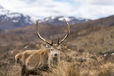 Ein wilder Rothirsch mit großem Geweih in den schottischen Highlands in Torridon entlang des Cape Wrath Trail, Highlands, Schottland, Vereinigtes Königreich, Europa - RHPLF10617