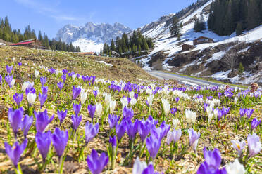 Krokusblüte in Partnun, Prattigauer Tal, Bezirk Prattigau/Davos, Kanton Graubünden, Schweiz, Europa - RHPLF10704