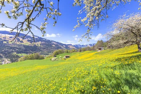 Frühlingsblüte in Sankt Antonien, Prattigau, Bezirk Prattigau/Davos, Kanton Graubünden, Schweiz, Europa - RHPLF10705