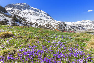 Blüte des violetten Krokus nivea am Julierpass, Parc Ela, Region Albula, Kanton Graubünden, Schweiz, Europa - RHPLF10709