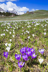 Blüte des Krokus nivea auf der Alp Flix, Sur, Surses, Parc Ela, Region Albula, Kanton Graubünden, Schweiz, Europa - RHPLF10712