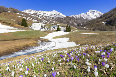 Blüte des Crocus nivea bei den Berghütten am Berninapass, Valposchiavo, Kanton Graubünden, Schweiz, Europa - RHPLF10716