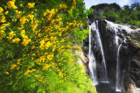 Mimosenblüte an der Cascata del Salto (Wasserfall von Maggia), Maggia, Valle Maggia, Kantone des Tessins, Schweiz, Europa - RHPLF10721