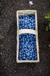 Blueberries in basket - JOHF00533