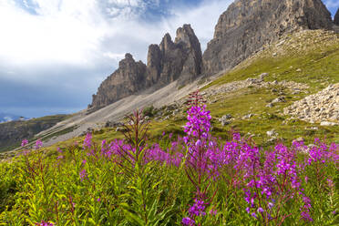 Blüte am Fuße der Drei Zinnen von Lavaredo, Sextner Dolomiten (Sexten), Provinz Belluno, Venetien, Italien, Europa - RHPLF10886