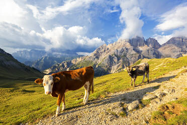 Weidende Kühe am San Nicolo Pass, Fassatal, Trentino, Dolomiten, Italien, Europa - RHPLF10911