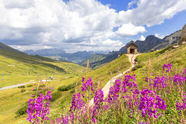 Blumen an der Pordoijoch-Kapelle, Pordoijoch, Fassatal, Trentino, Dolomiten, Italien, Europa - RHPLF10921