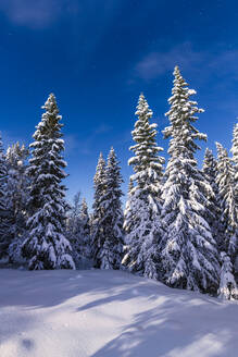 Tannenbäume im Winter - JOHF00701