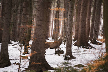 Hirsche im Wald - JOHF00755