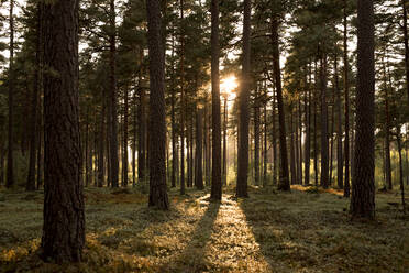 Wald bei Sonnenuntergang - JOHF00855