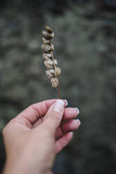 Hand holding dried plant - JOHF00901