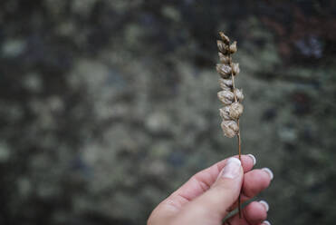 Hand holding dried plant - JOHF00902