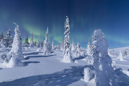 Nordlichter (Aurora Borealis) über den verschneiten Wäldern, Pallas-Yllastunturi-Nationalpark, Muonio, Lappland, Finnland, Europa - RHPLF10987