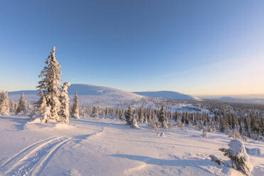 Sonne auf dem verschneiten Wald, Pallas-Yllastunturi-Nationalpark, Muonio, Lappland, Finnland, Europa - RHPLF10991