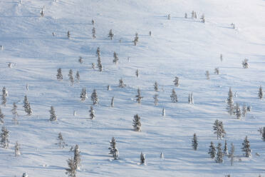 Bäume im Schnee, Pallas-Yllastunturi-Nationalpark, Muonio, Lappland, Finnland, Europa - RHPLF10993